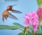Erkek Kızıl sinek kuşu ve çiçek